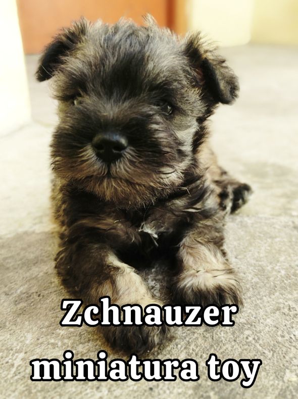 Znauzer mini toy 